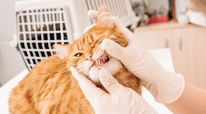 dental care for pets in geneva il