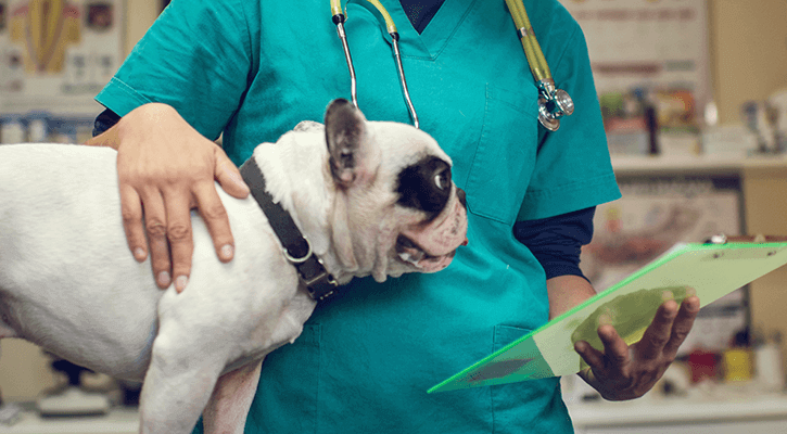 veterinary surgery in geneva il